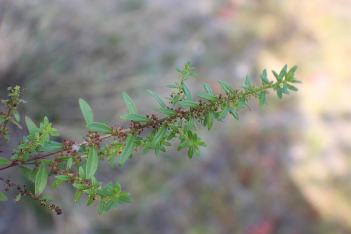 Ammannia baccifera L.